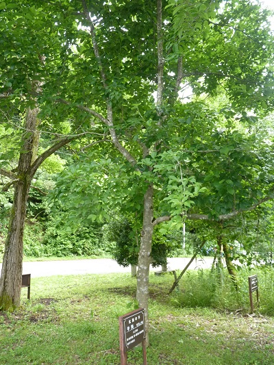 w004452yada16