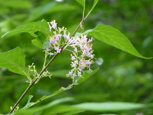 w004452yada19-1
