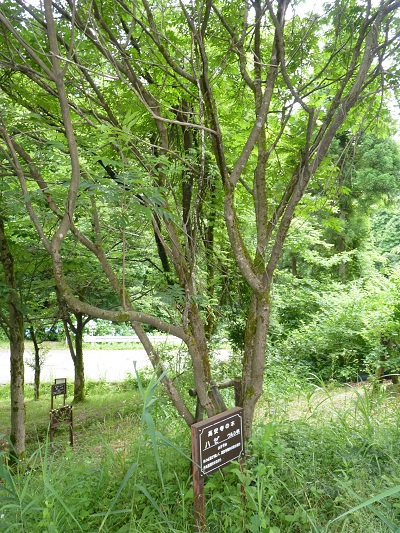 w004452yada2