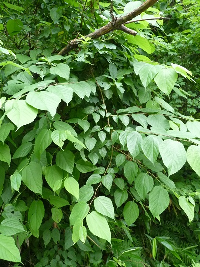 w004452yada20