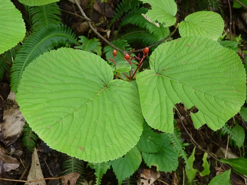 w004452yada23-1