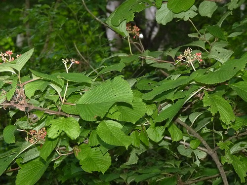 w004452yada24