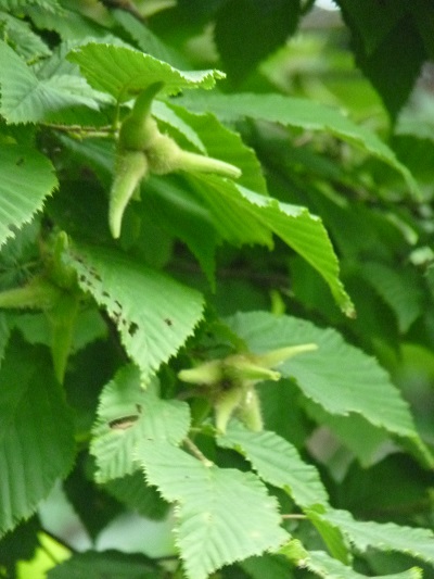 w004452yada25-1