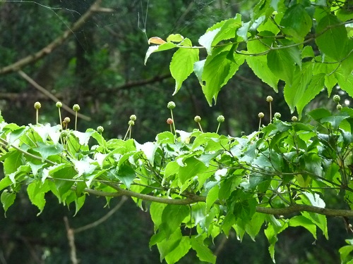 w004452yada26-1