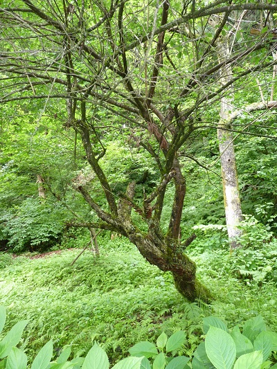 w004452yada28