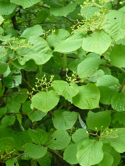 w004452yada29-1