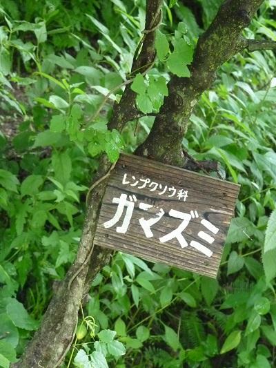 w004452yada29