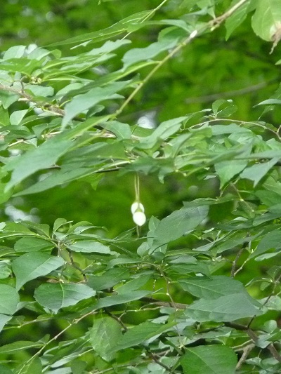 w004452yada30-1