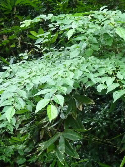 w004452yada30