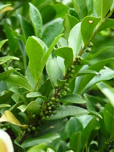 w004452yada33-1