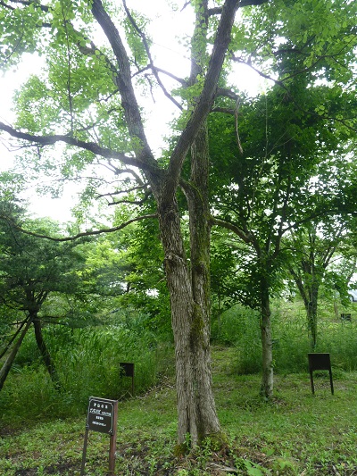 w004452yada34