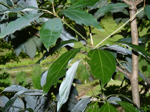 w004452yada35-1