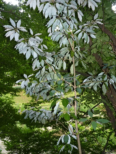 w004452yada35