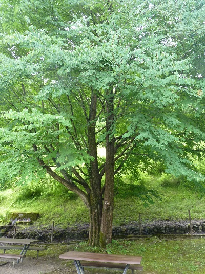 w004452yada36