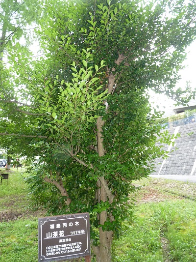 w004452yada38