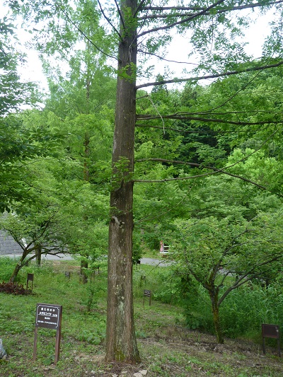 w004452yada39