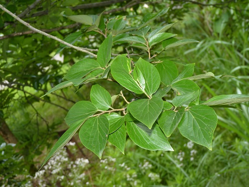 w004452yada40-1