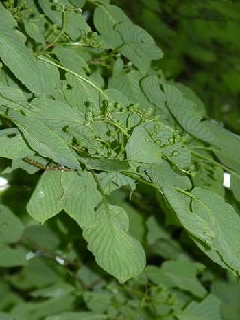 w004452yada41-1