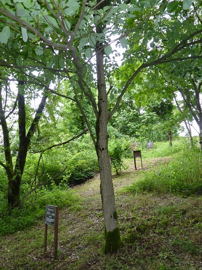 w004452yada41