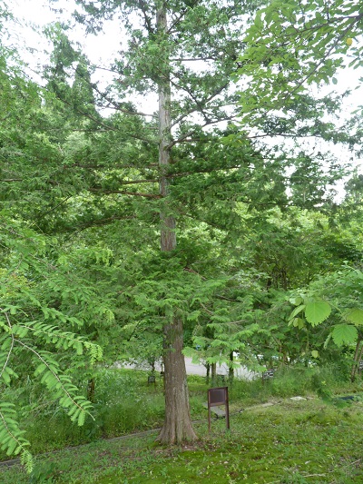 w004452yada42