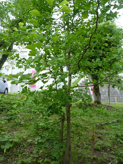 w004452yada43