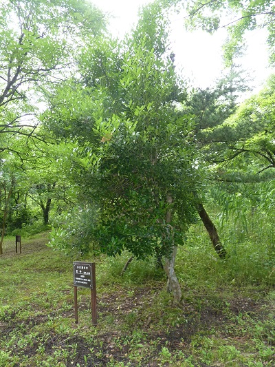 w004452yada44