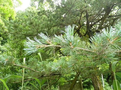w004452yada45-1