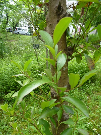 w004452yada48-1