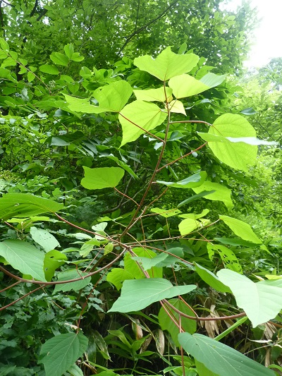 w004452yada49