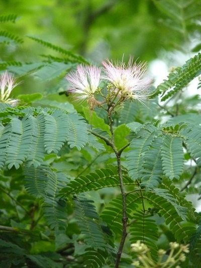 w004452yada50-1
