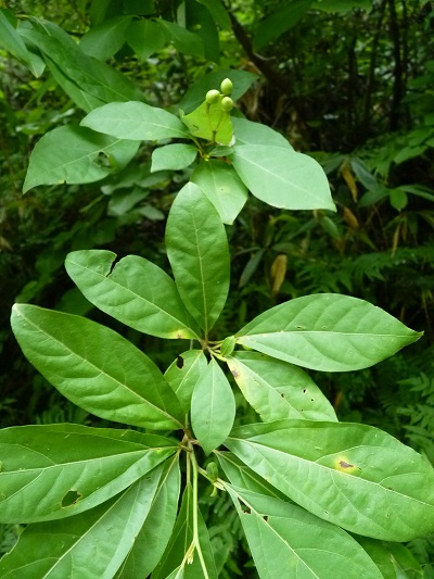 w004452yada51-1