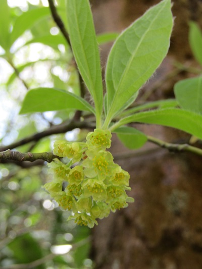 w004452yada51-2