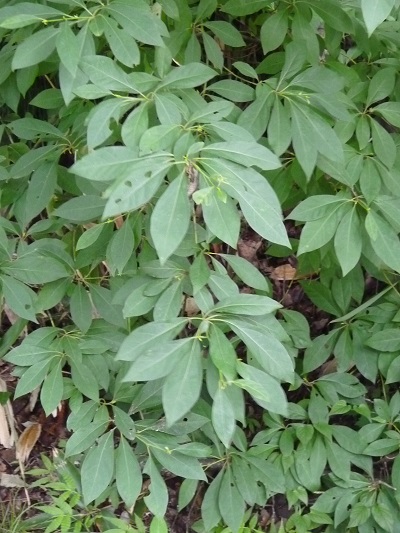 w004452yada51