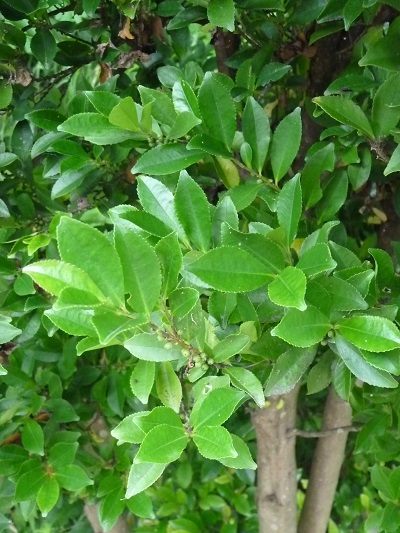 w004452yada52