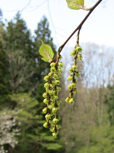w004452yada54-2
