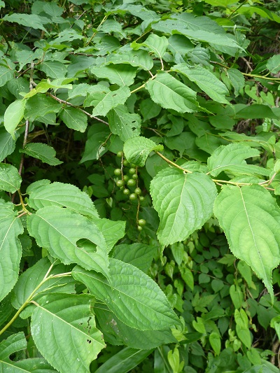 w004452yada54