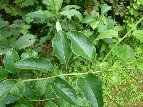 w004452yada55