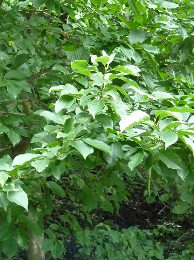 w004452yada58-1