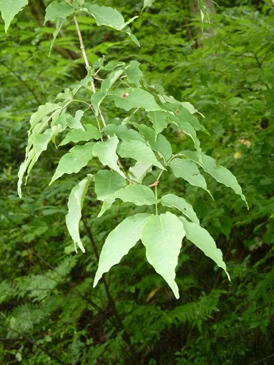 w004452yada61-1