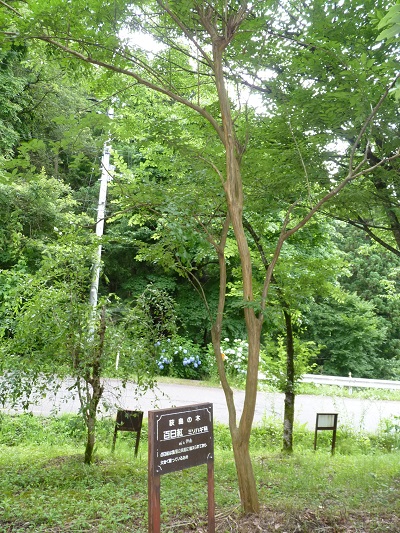 w004452yada62