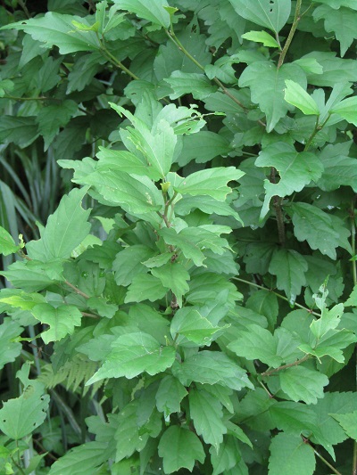w004452yada65-1