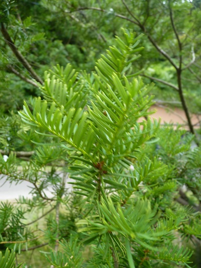 w004452yada66-1