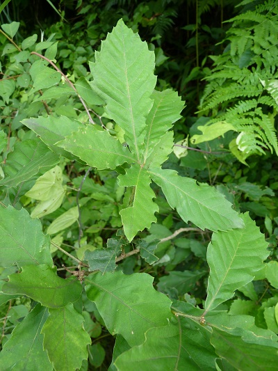 w004452yada68