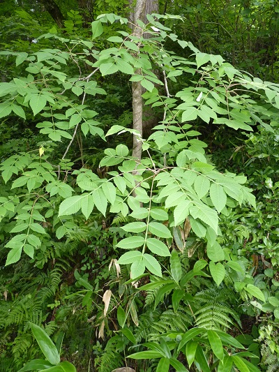 w004452yada7