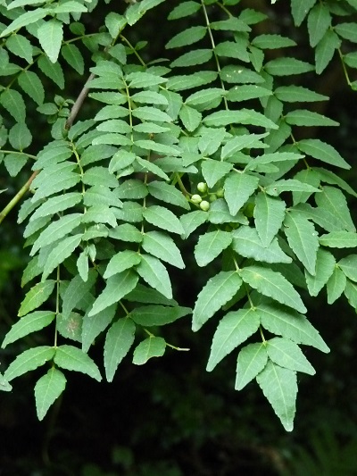 w004452yada70-1