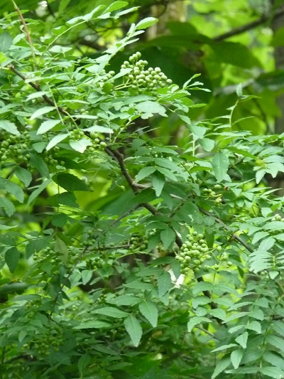 w004452yada70