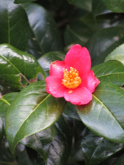 w004452yada71-1