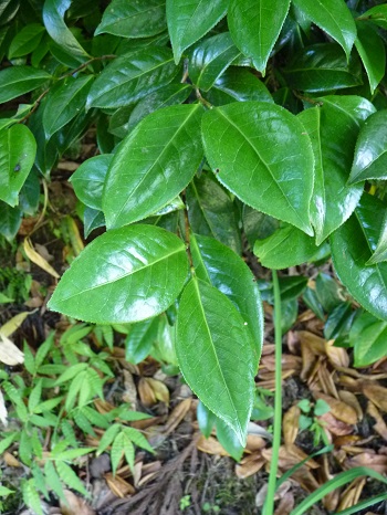w004452yada71-2