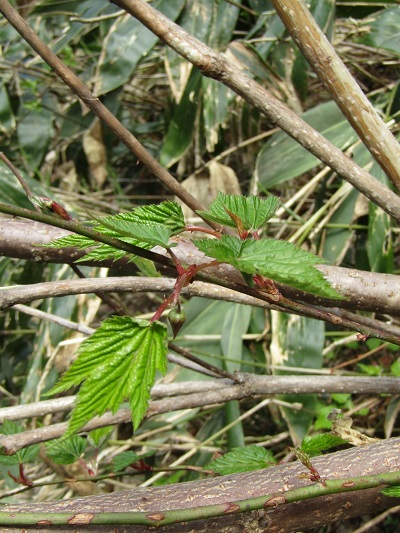 w004452yada72