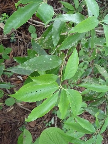 w004452yada73-1